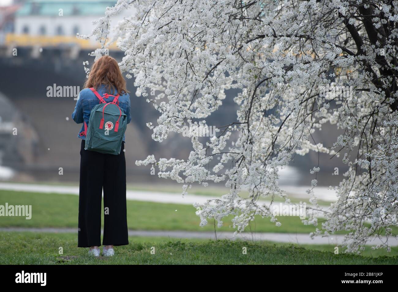 Dresden, Germany. 19th Mar, 2020. A woman photographs the blossoms of an ornamental cherry on the banks of the Elbe. On 20 March 2020 is the beginning of spring. Credit: Sebastian Kahnert/dpa-Zentralbild/ZB/dpa/Alamy Live News Stock Photo