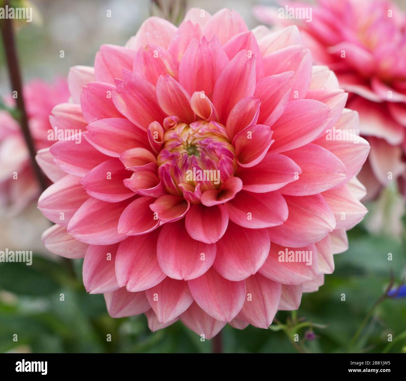 Pink Dahlia Stock Photo