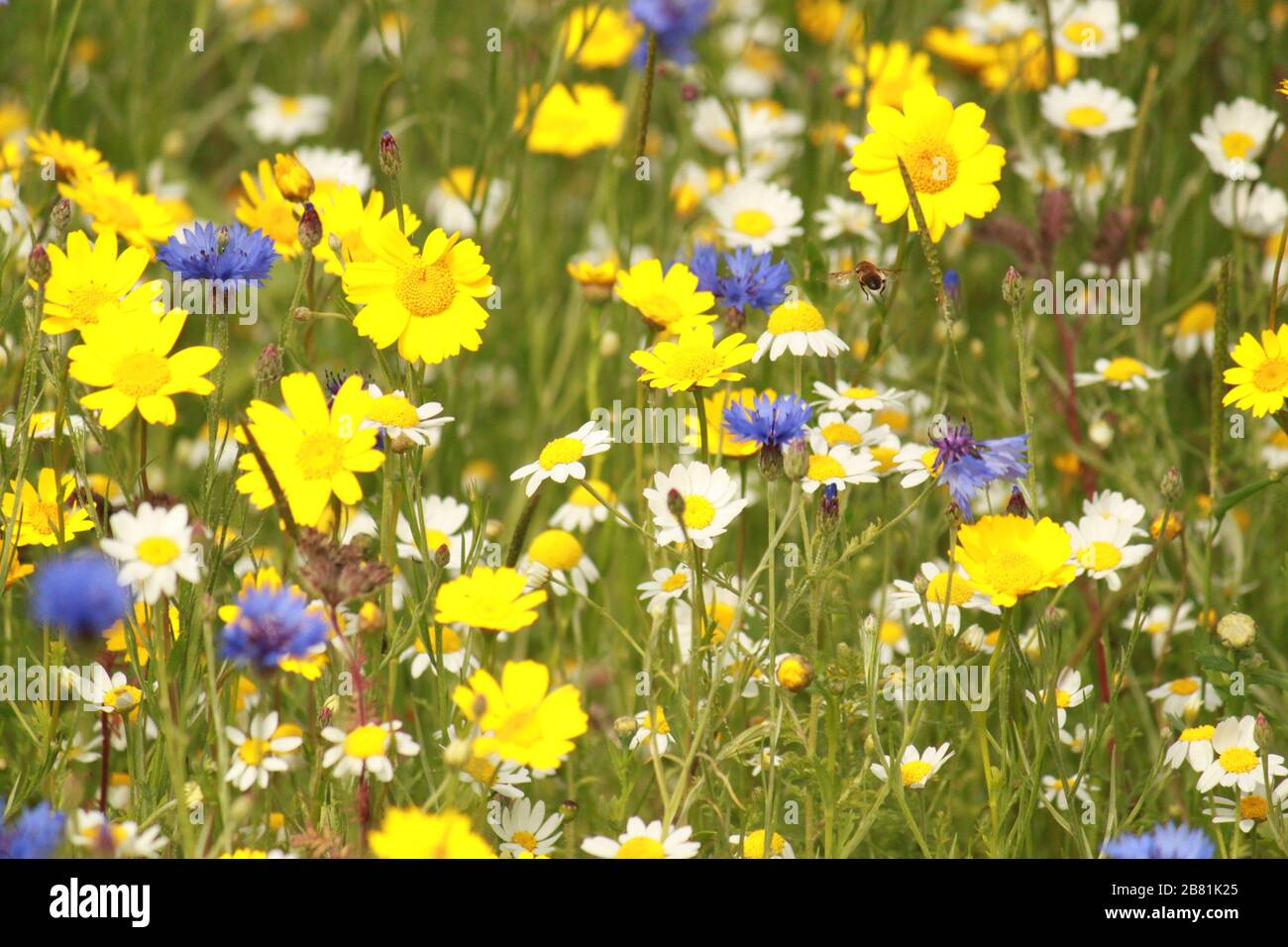 Bee flying over flowers yellow hi-res stock photography and images - Alamy