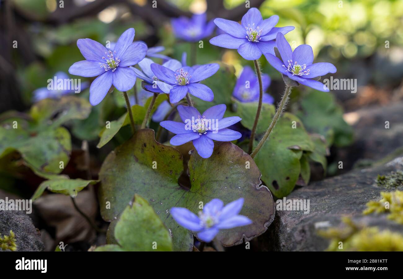 Frühlingshafte Blumenpracht Stock Photo