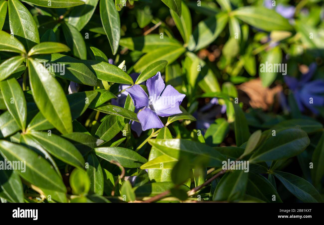 Frühlingshafte Blumenpracht Stock Photo