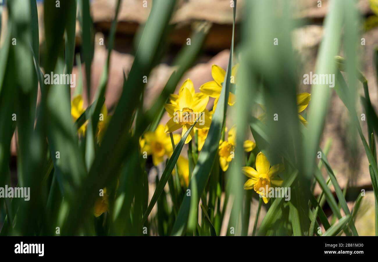 Frühlingshafte Blumenpracht Stock Photo