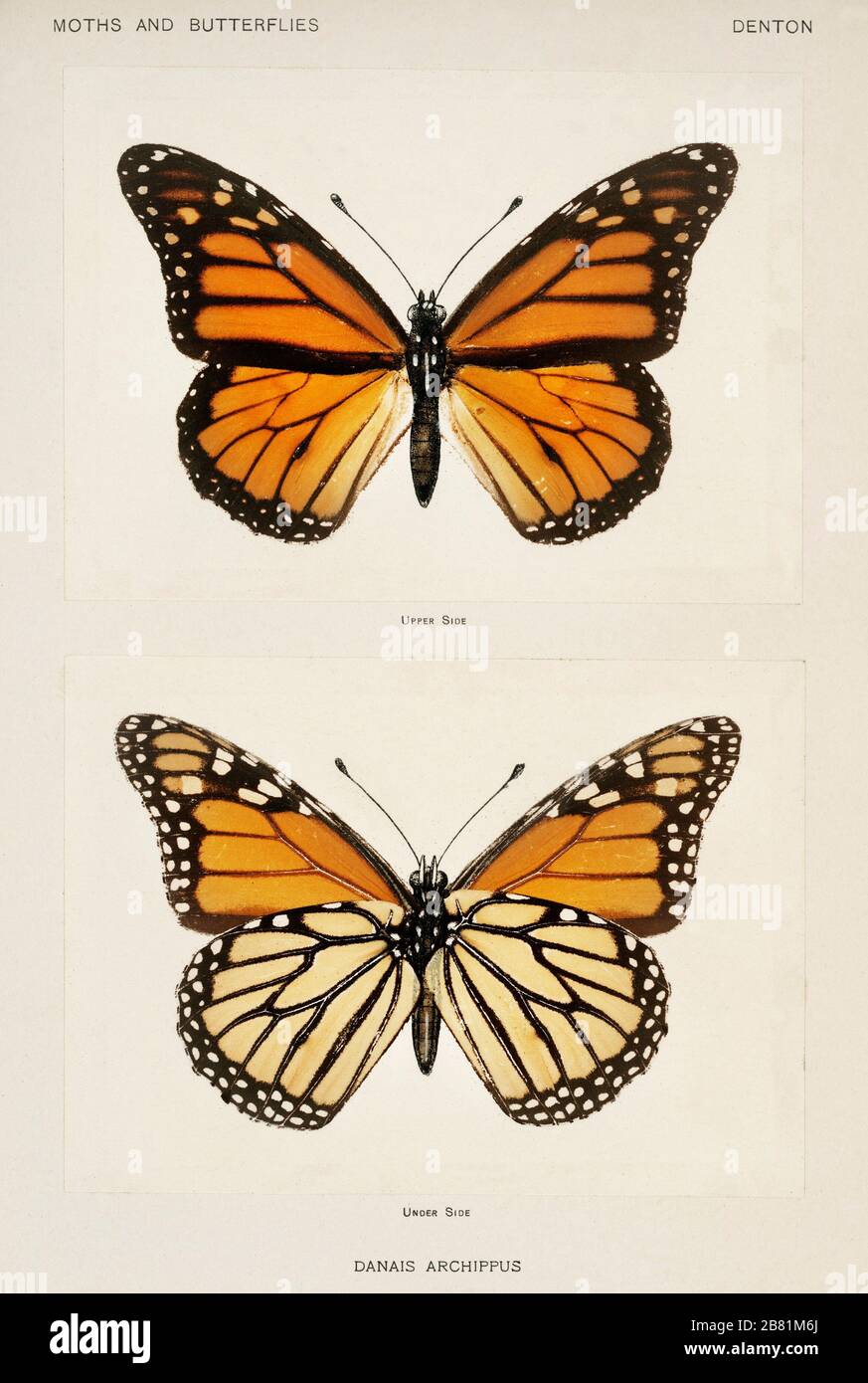 monarch ıv
