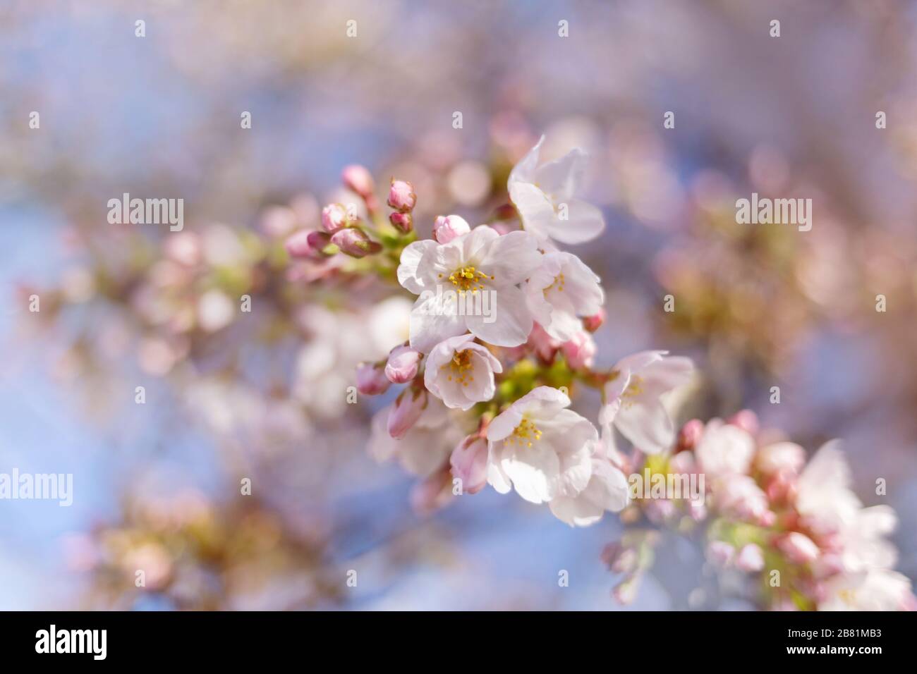Closeup of cherry blossoms hi-res stock photography and images - Alamy