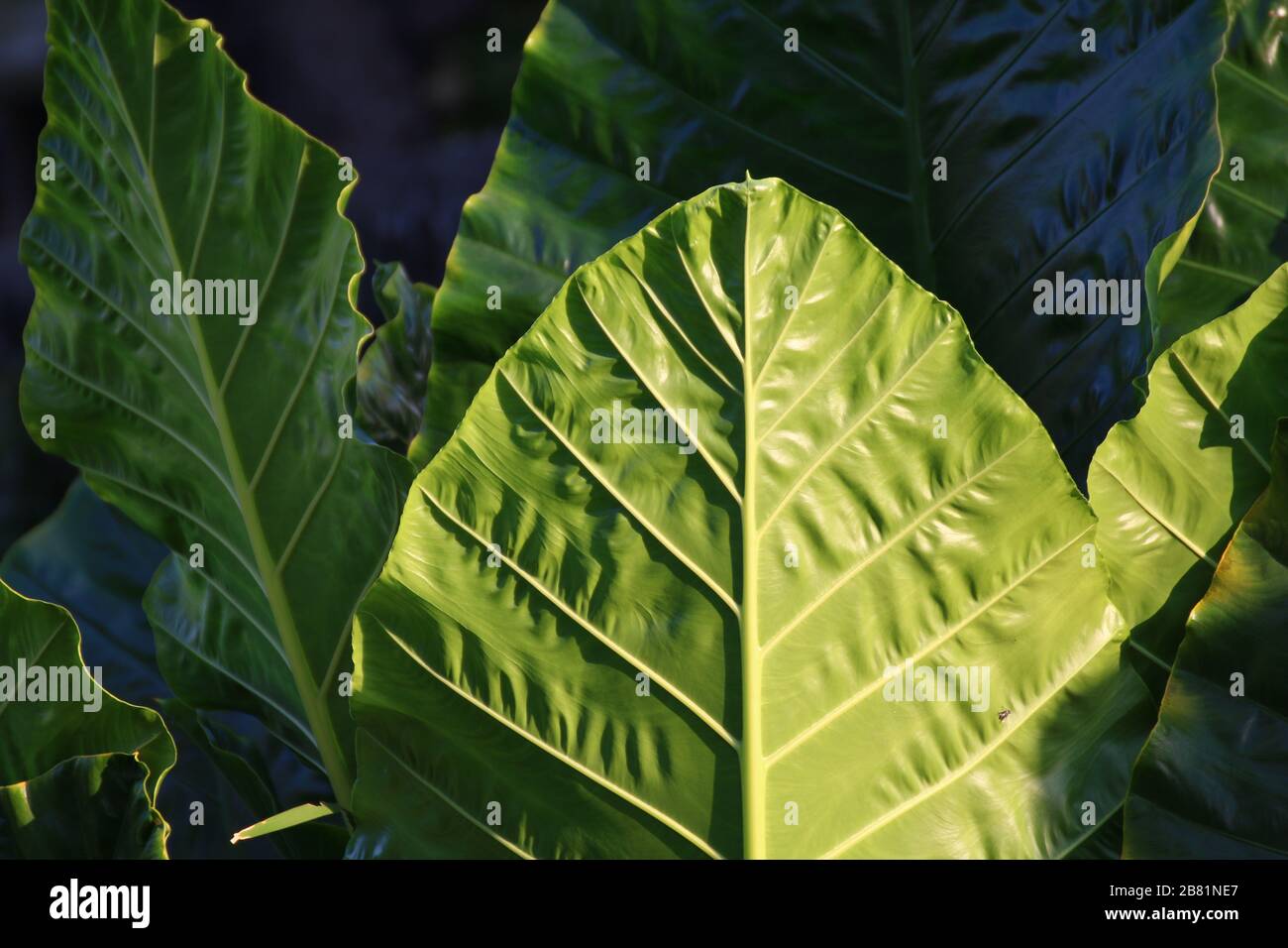 Big leaf, Large leaves green in forest, leaves close up Stock Photo - Alamy