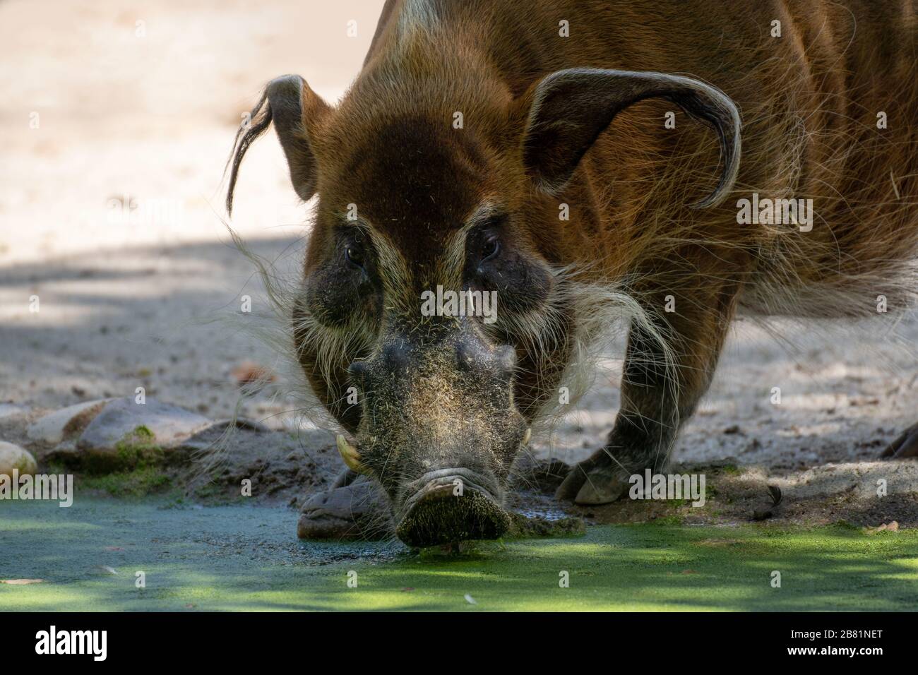 472 Water Hog Stock Photos, High-Res Pictures, and Images - Getty Images