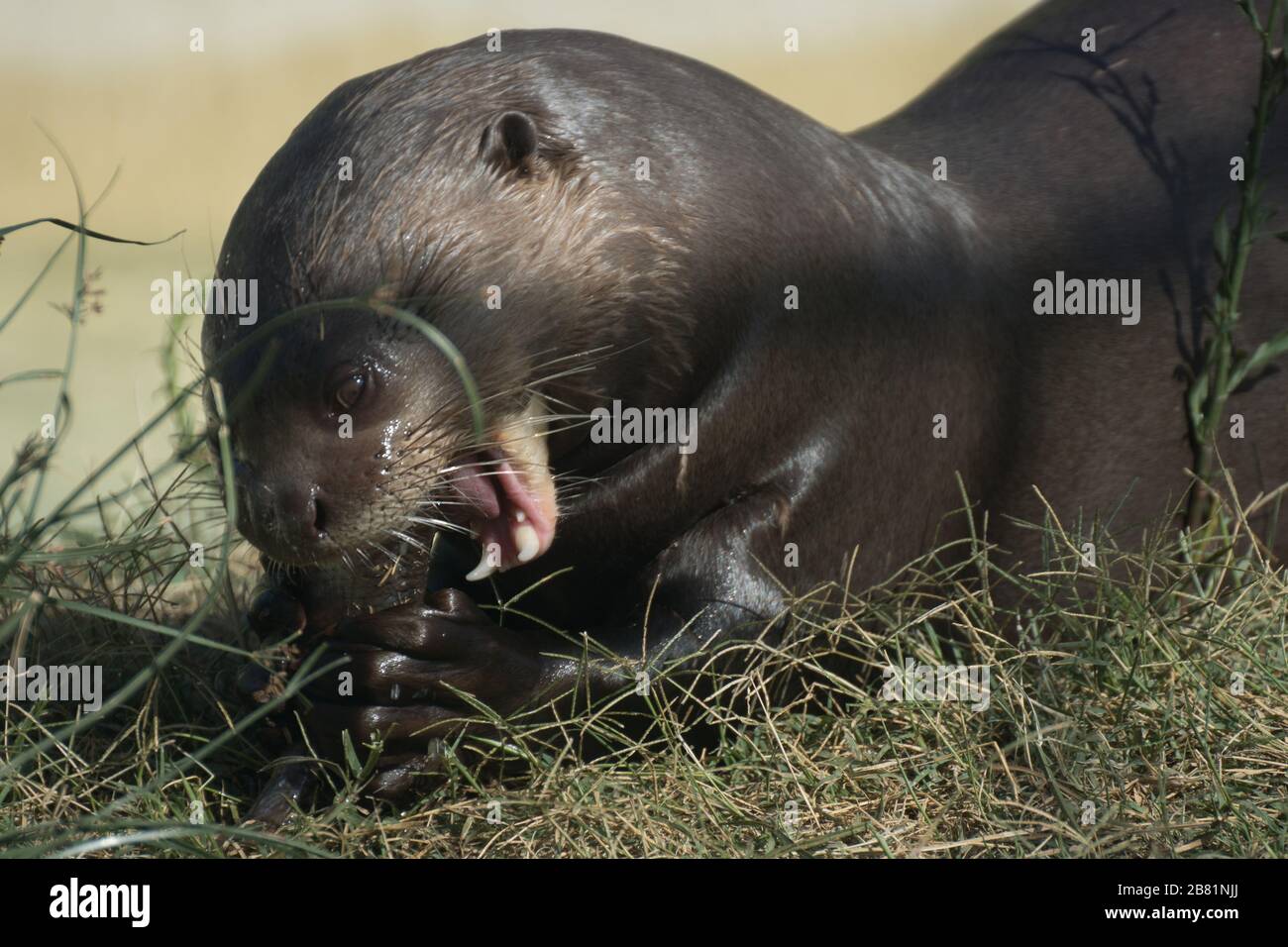 Portrait of an otter eating a fish next to a pond into the wild Stock Photo