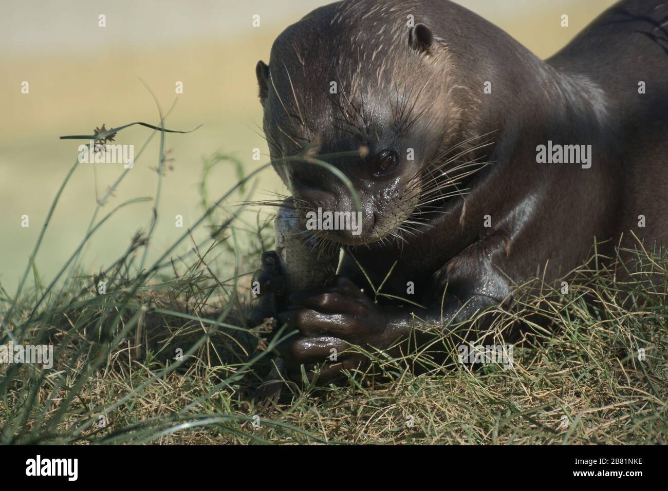 Portrait of an otter eating a fish next to a pond into the wild Stock Photo