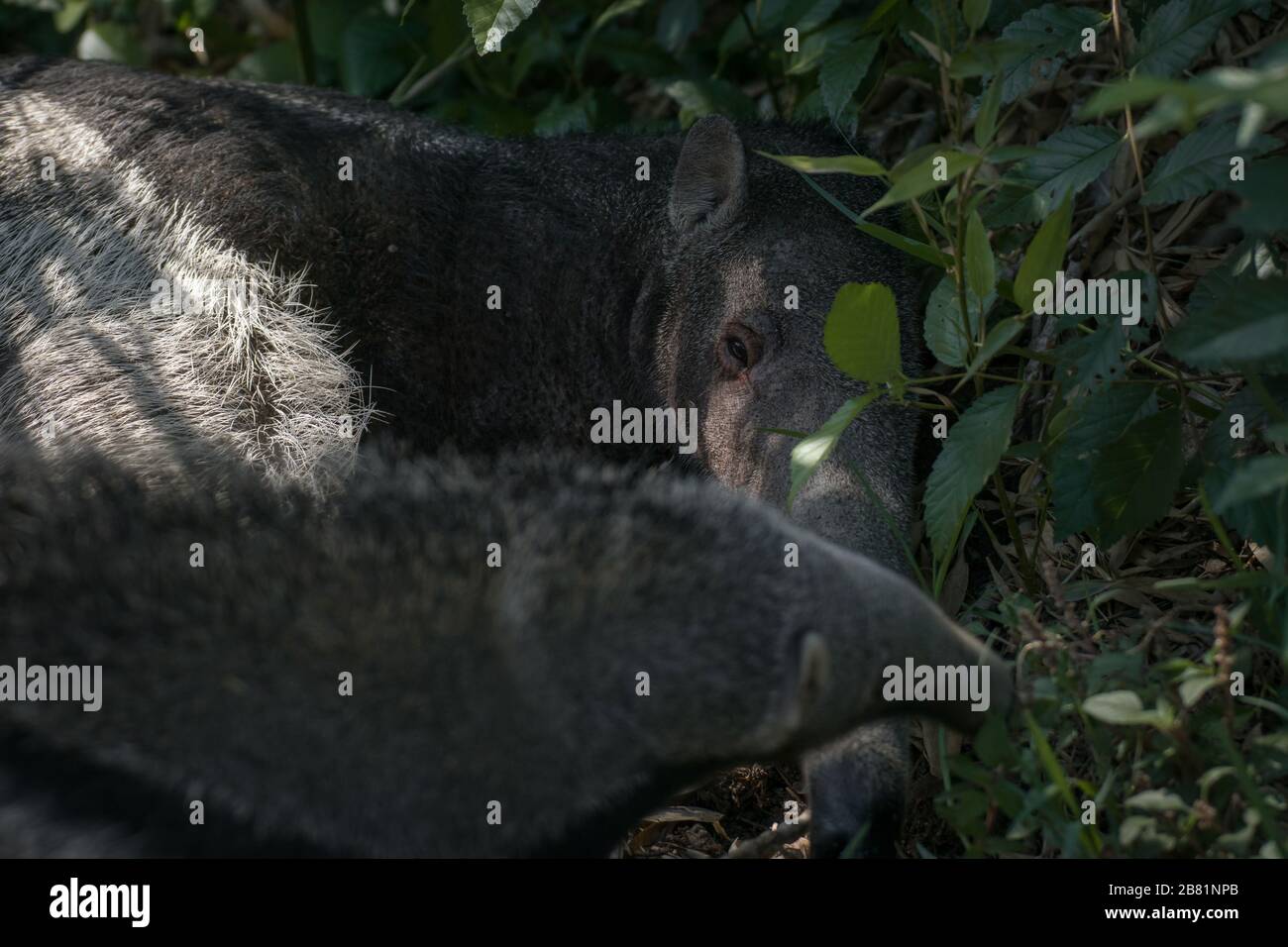 Adorable moment of a female giant anteater playing with her calf on the grass Stock Photo