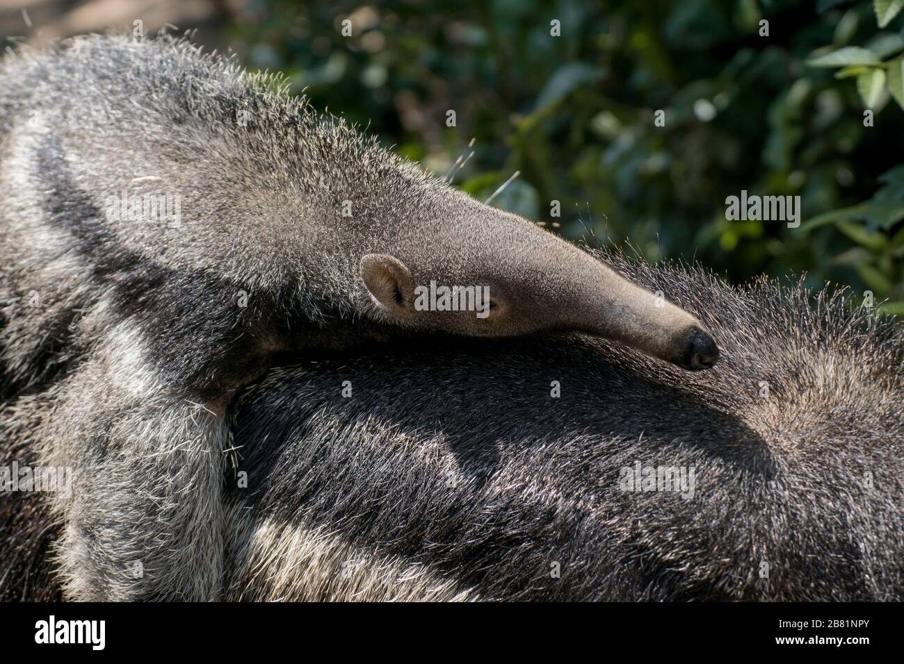 Face portrait of a young baby giant anteater sleeping under the sunlight Stock Photo