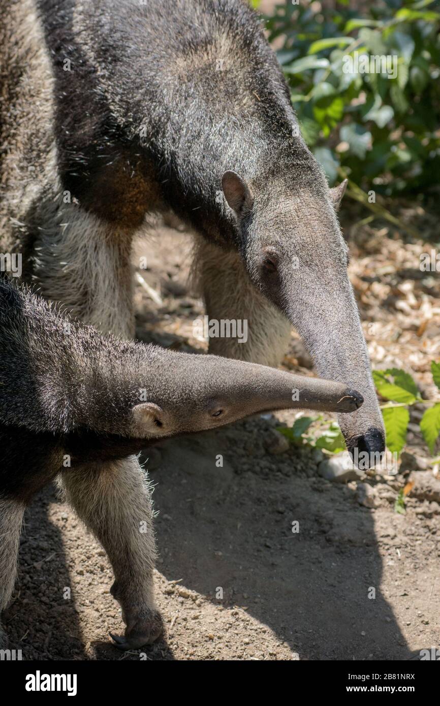 Adorable moment of a female giant anteater playing with her calf Stock Photo