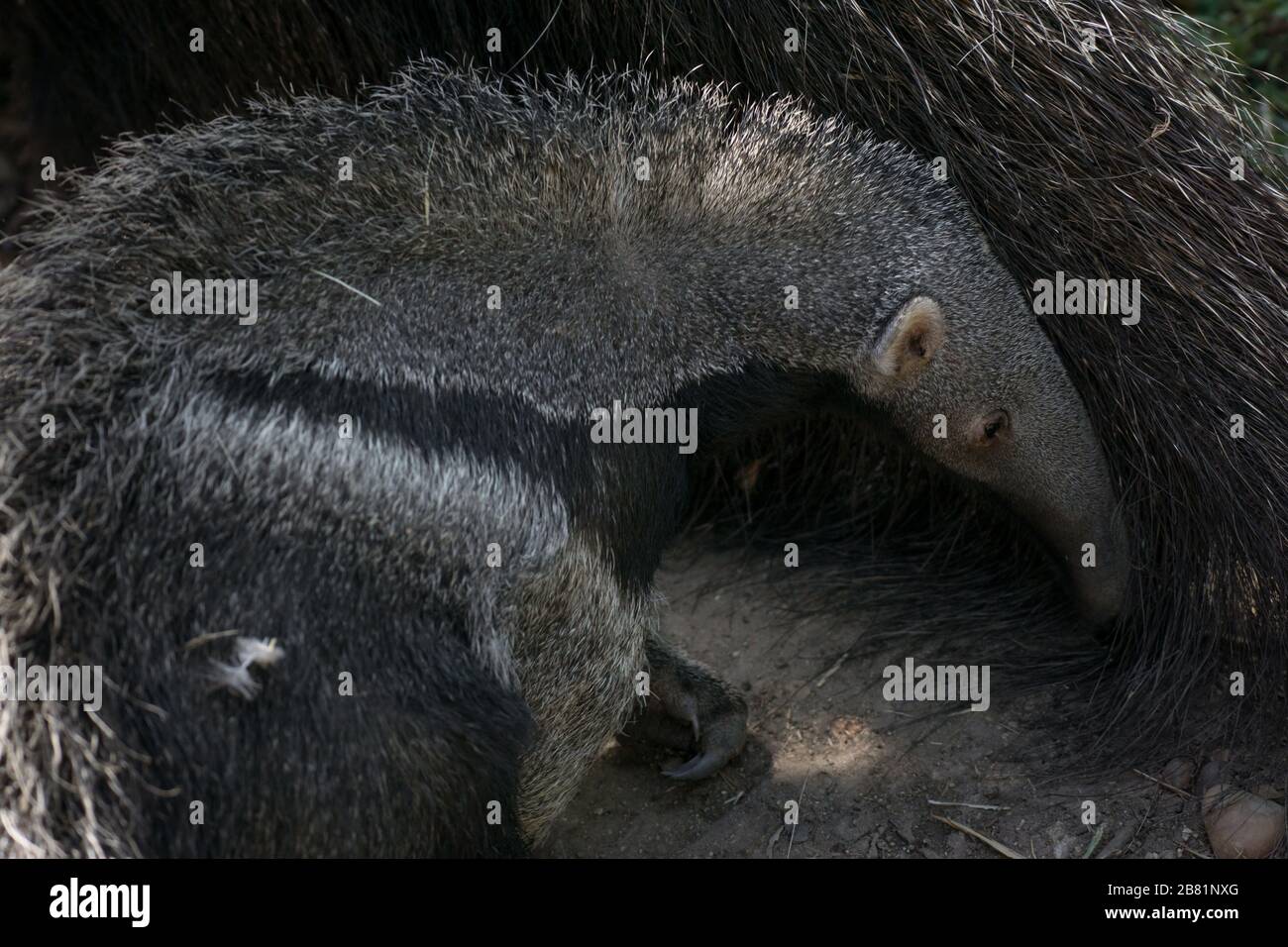 Adorable moment of a female giant anteater playing with her calf on the sand Stock Photo