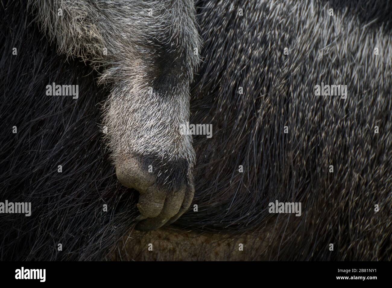 Detail of the paws of a young baby giant anteater Stock Photo