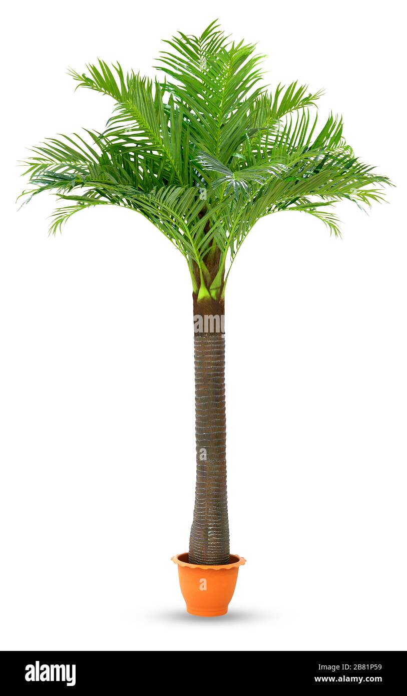 Coconut palm tree in pot plastic isolated white background, Coconut