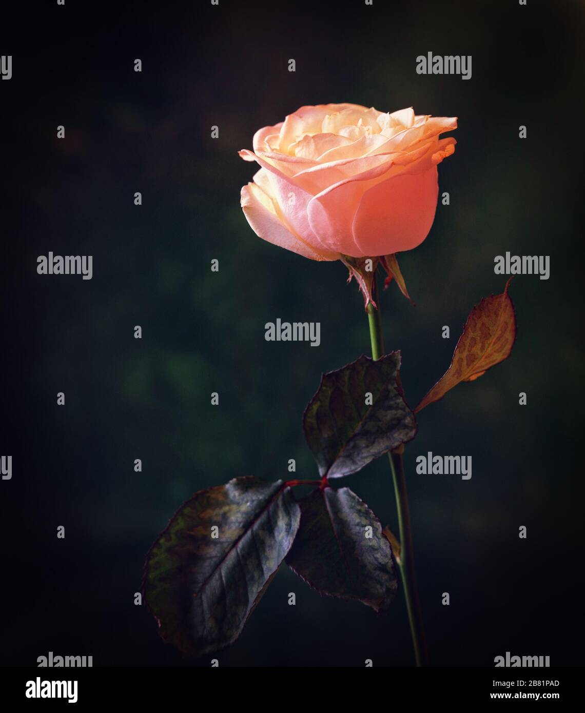 Single Stem Rose Stock Photo