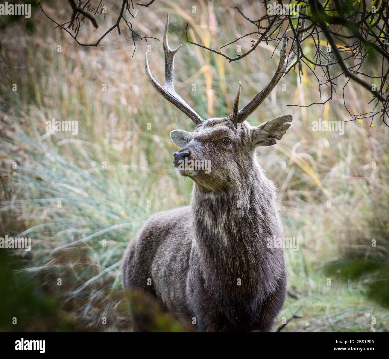 Sika Deer Stag Stock Photo