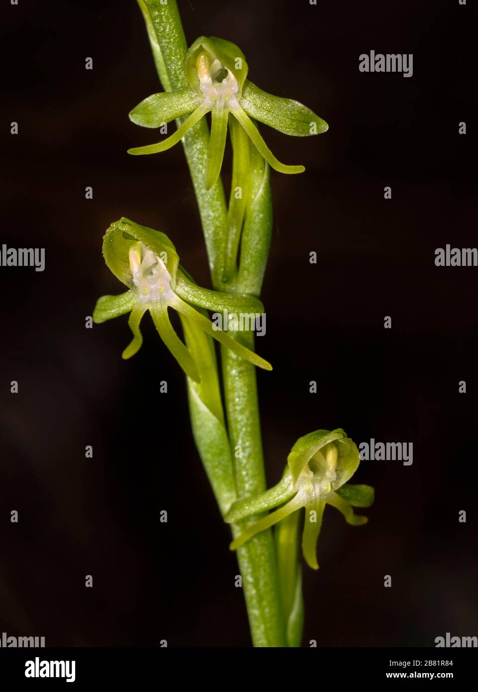Habenaria tridactylites, an Canary endemic Orchid Stock Photo