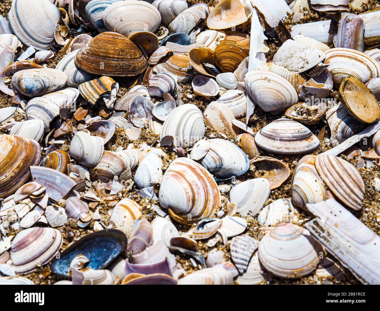 shells on the shore Stock Photo Alamy