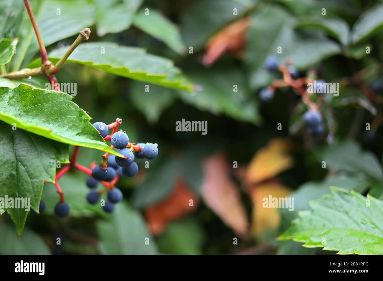 Barries hi-res stock photography and images - Alamy