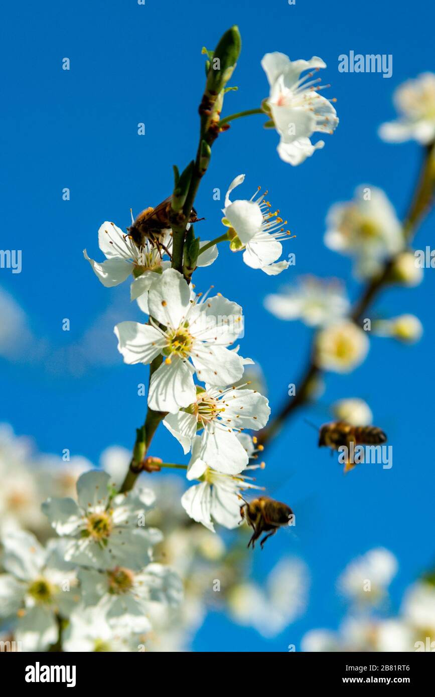 cherry blossoms, Kirschblüten, Zweige mit Kirschblüten, Kirschbaum, Frühling in Dornbirn, Vorarlberg, Austria, Österreich Stock Photo