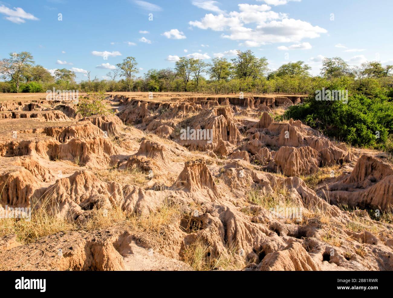 Soil erosion on the banks of the Zambezi River, thought to be caused by numerous out-of-season floods. Stock Photo