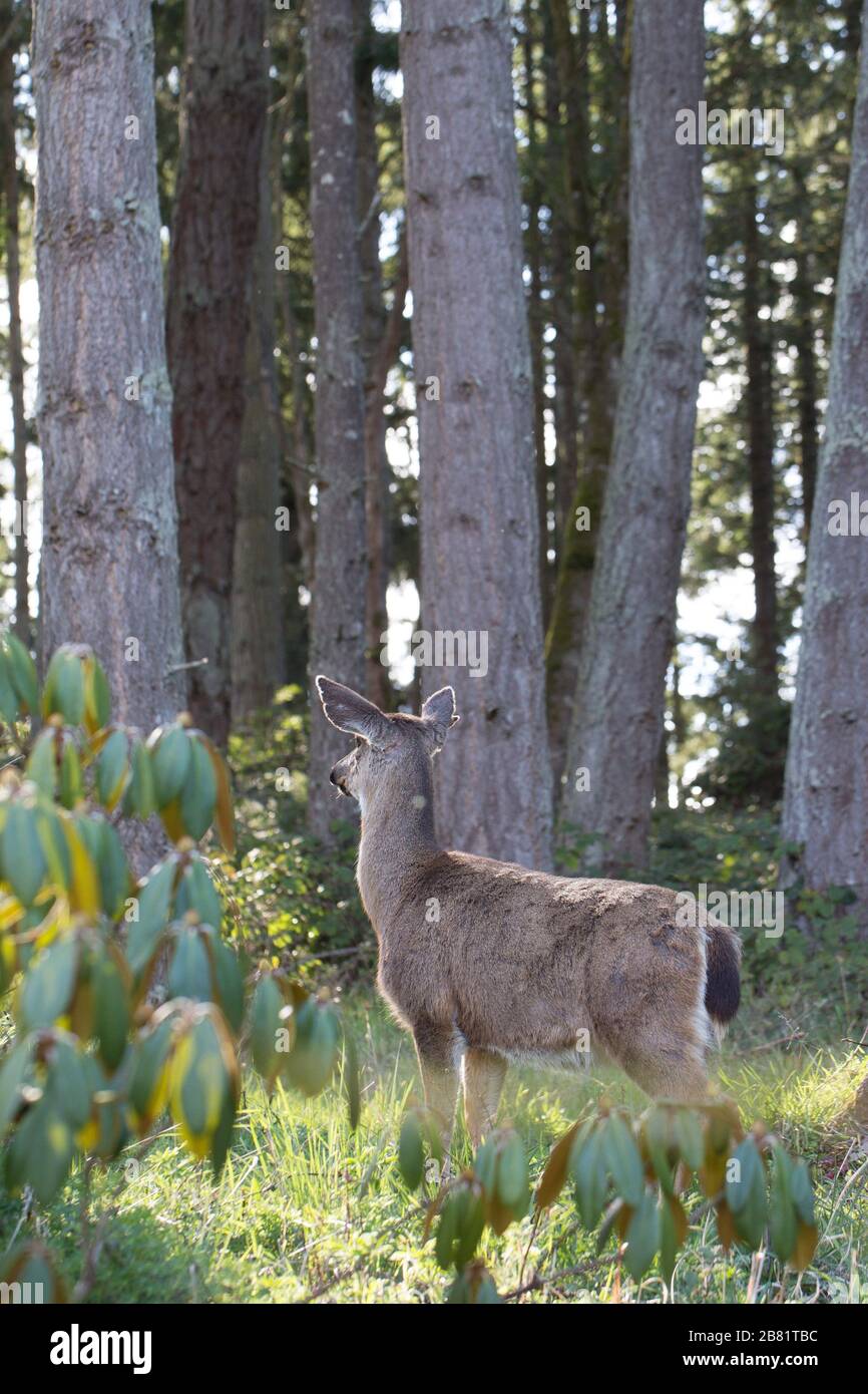 A deer in a forest in Eugene, Oregon, USA. Stock Photo