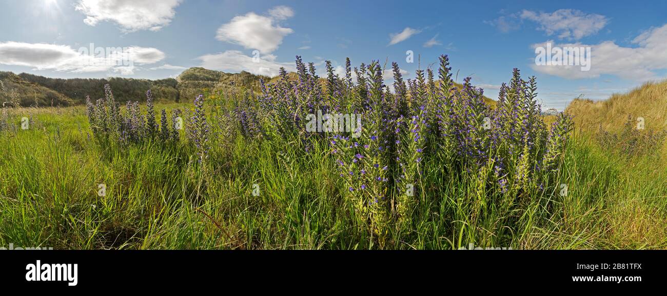 Panorama of wild flowers, Viper’s bugloss, on Lindisfarne, Holy Island, Northumberland, UK Stock Photo