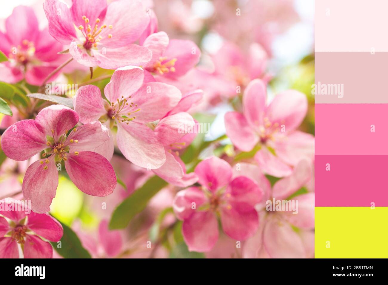 Gentle pink crab flowers of an apple tree. Orchard blossom spring tree apple tree. Swatch of spring shades of pink peach white lemon yellow lime. Colo Stock Photo