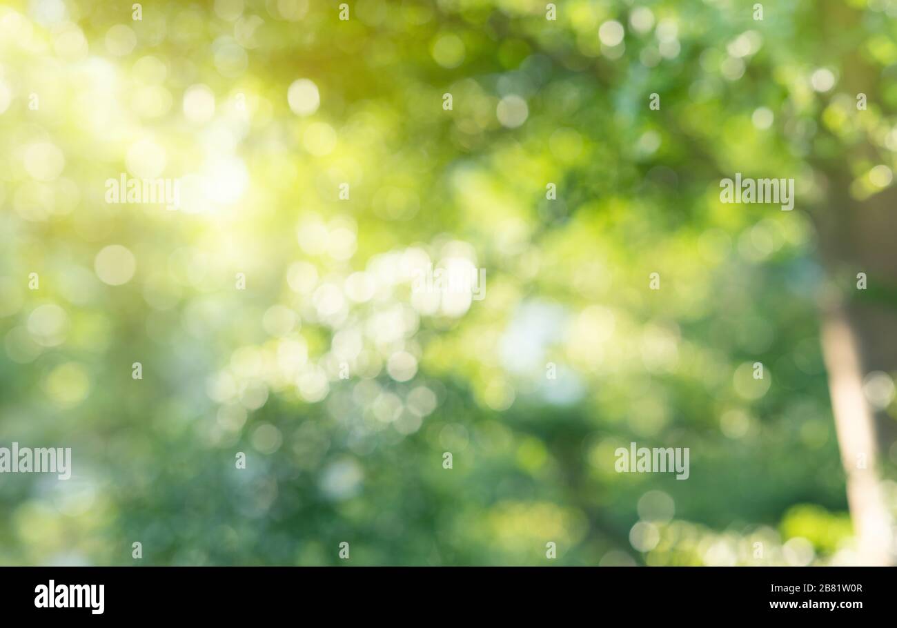 Blurred bokeh of tree garden in morning background,spring summer season or green concept ideas Stock Photo