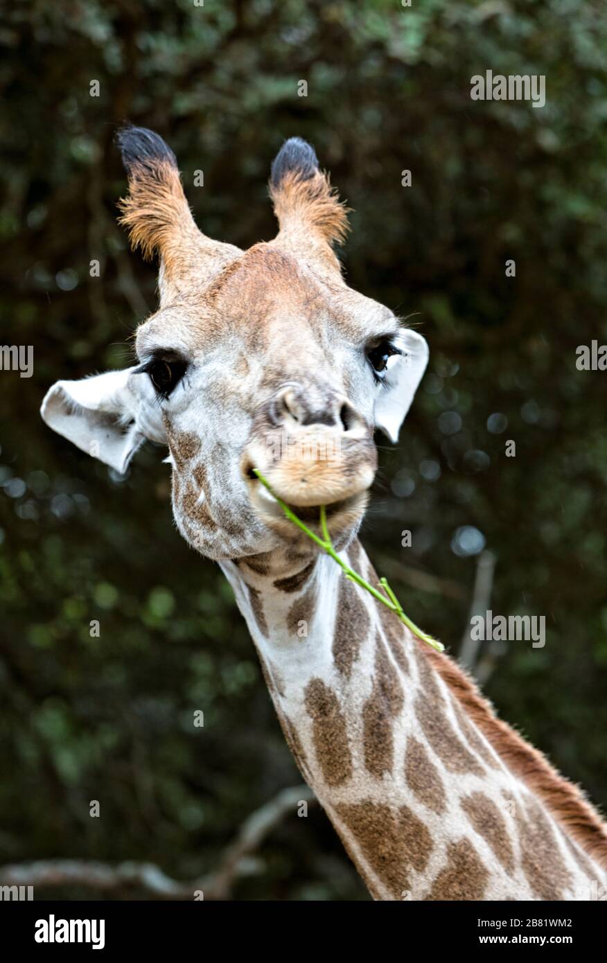 Portrait of giraffe happily chewing acacia twigs Stock Photo