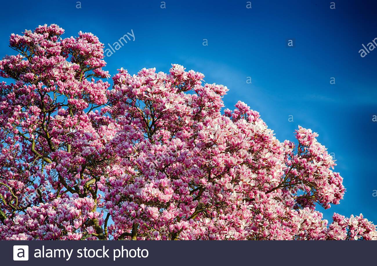 Magnolia Tree Full Bloom High Resolution Stock Photography and Images ...