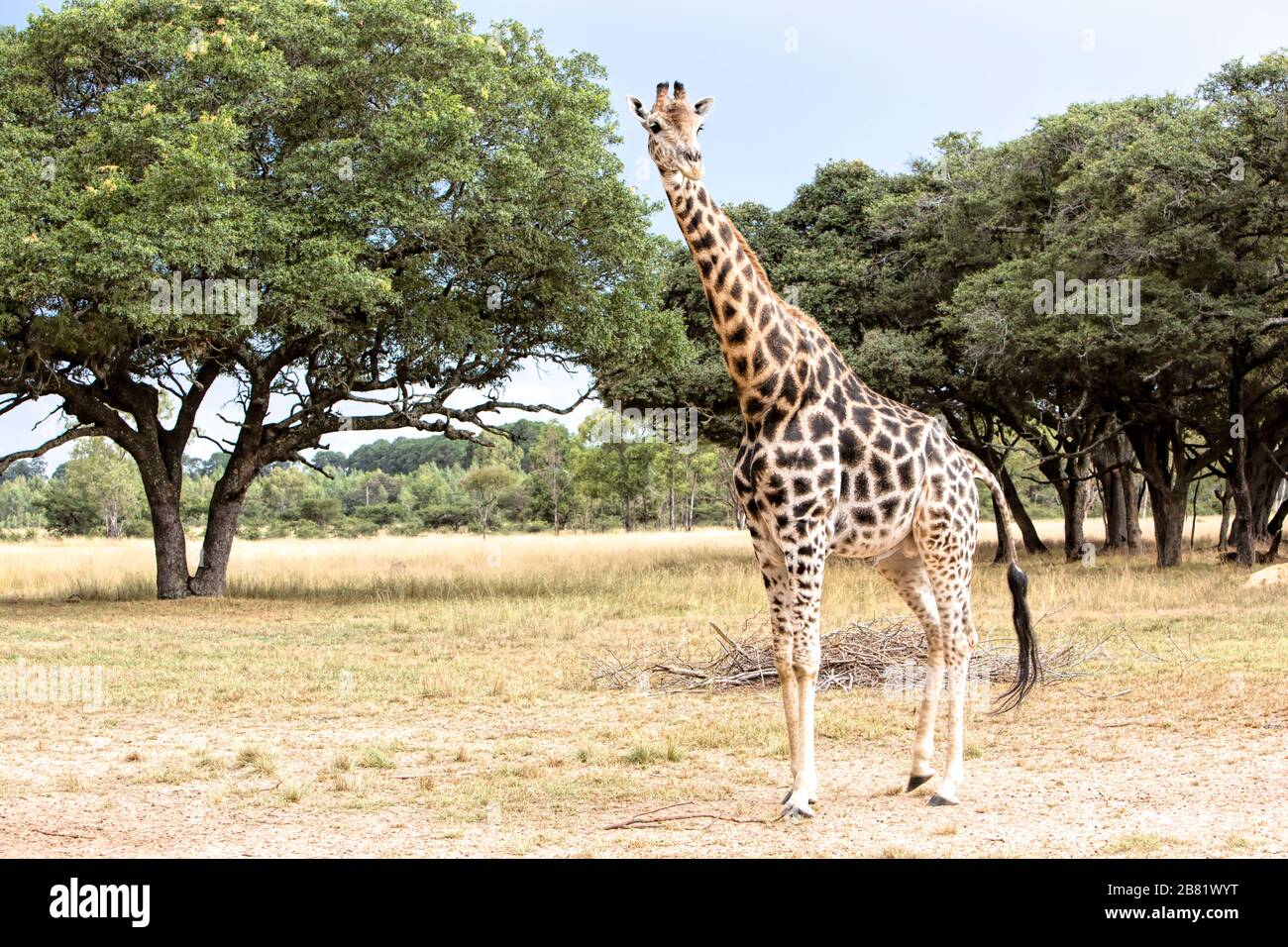Relaxed giraffe on the Zimbabwean savanna Stock Photo