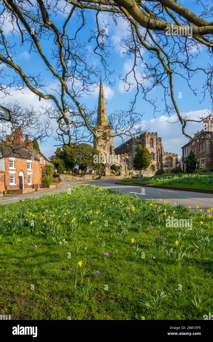 St Mary's Church at Astbury near Congleton  Cheshire England with the village green and daffodil's in flower in springtime  with blue sky Stock Photo