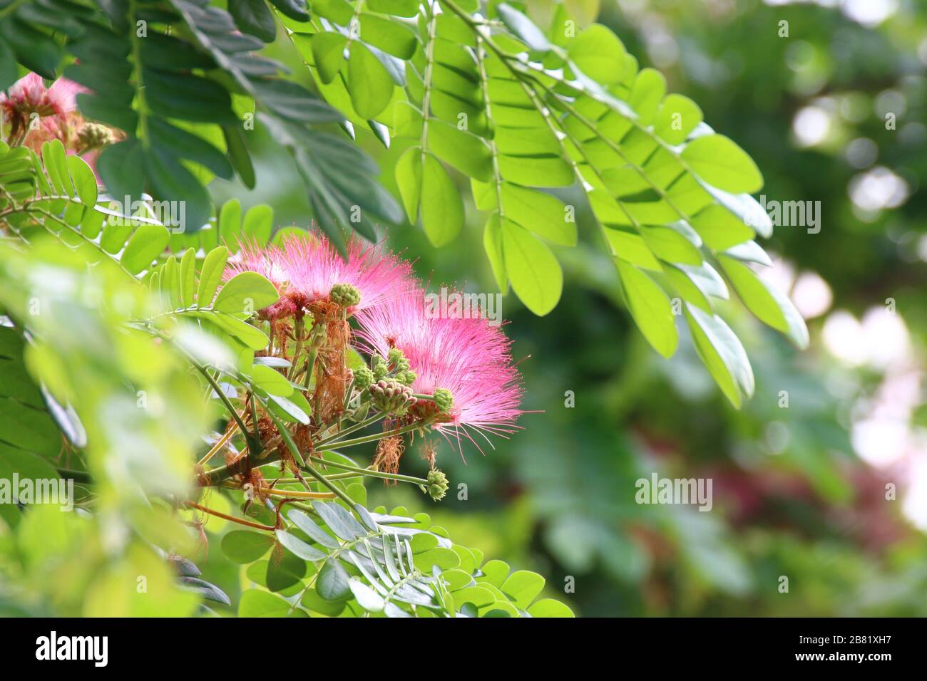 Jaam ju ree flower (Thai word), Albizia lebbeck rain tree Leguminosae, Samanea saman, genus Pithecolobium (Selective focus) Stock Photo