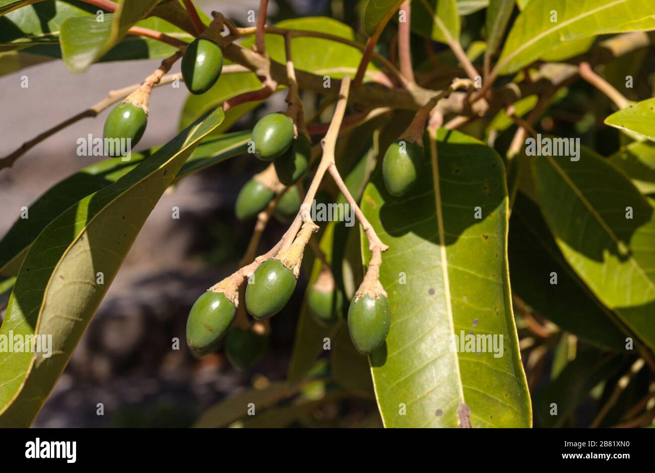 Ripe fruits of Persea indica, which  is on of four species of the Laurel Family on the Canary Islands. It´s endemic on the Canarys and on Madeira Stock Photo