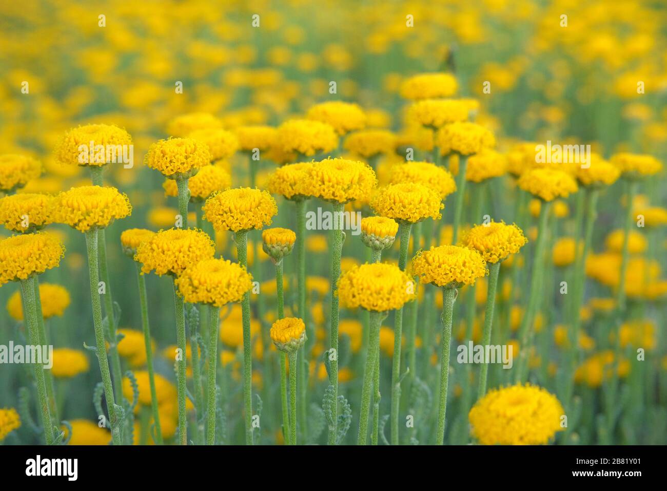 Helichrysum flowers on green nature blurred background. Yellow flowers for herbalism. Medicinal herb. Close up. Stock Photo