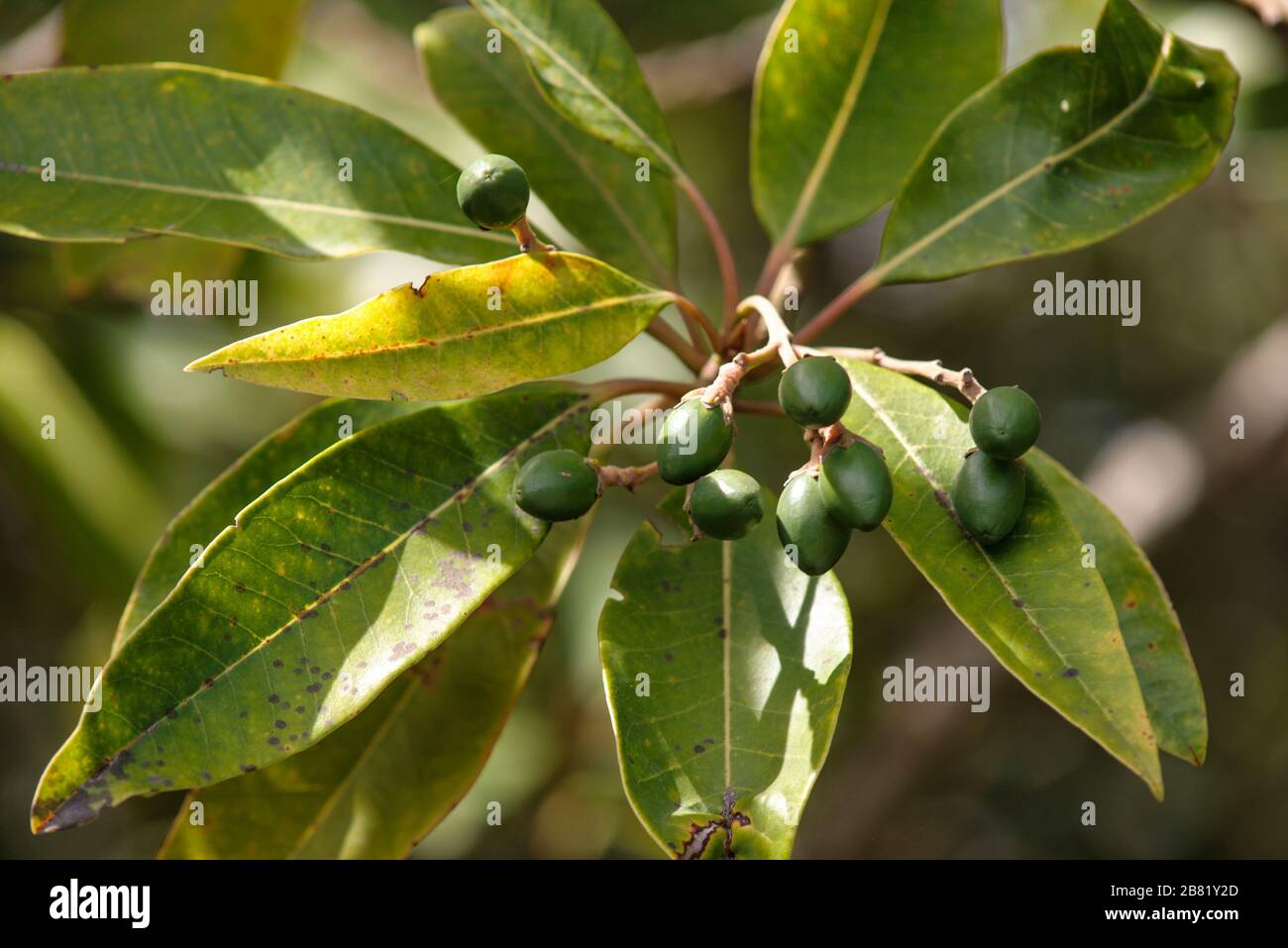 Ripe fruits of Persea indica, which  is on of four species of the Laurel Family on the Canary Islands. It´s endemic on the Canarys and on Madeira Stock Photo