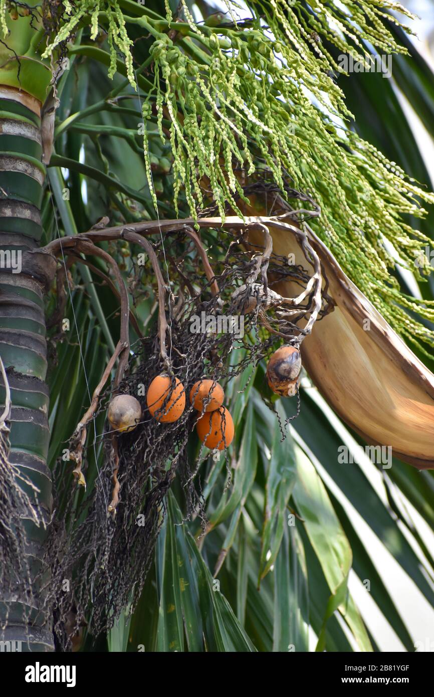 Areca nut or betel nut flower and fruit on the tree. The areca nut is
