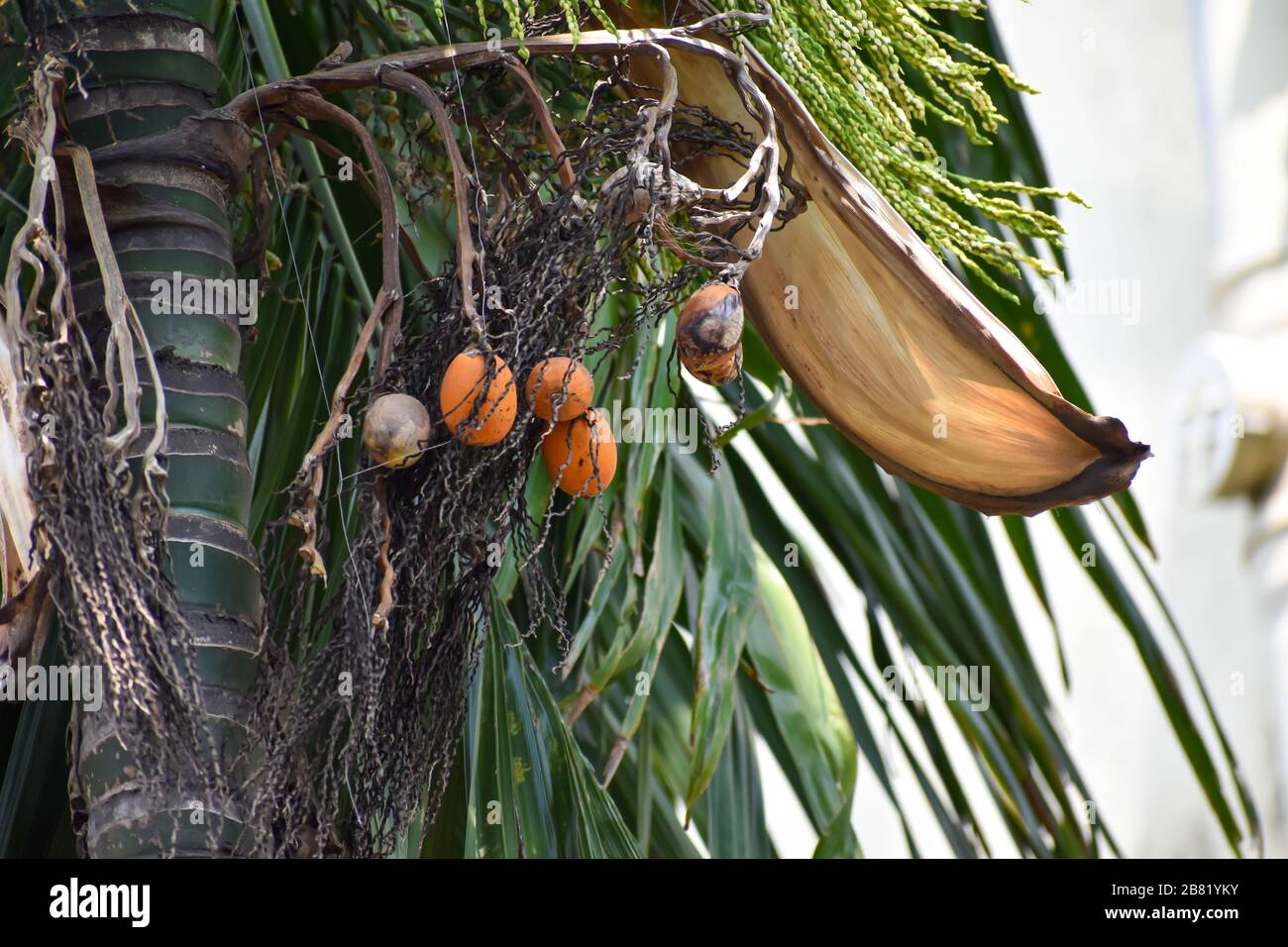 Areca nut or betel nut flower and fruit on the tree. The areca nut is