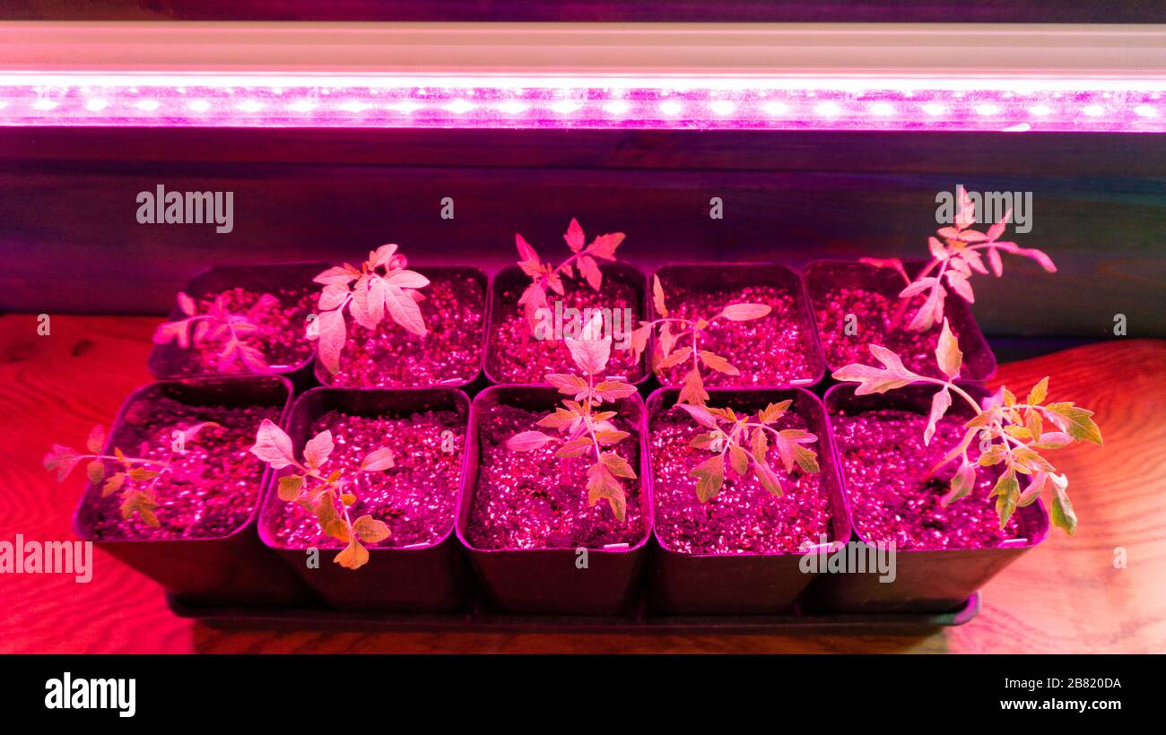 trådløs For tidlig deres Indoor growing of tomato seedlings under a phytolamp. Seedlings of tomatoes  under purple light from led grow lights Stock Photo - Alamy