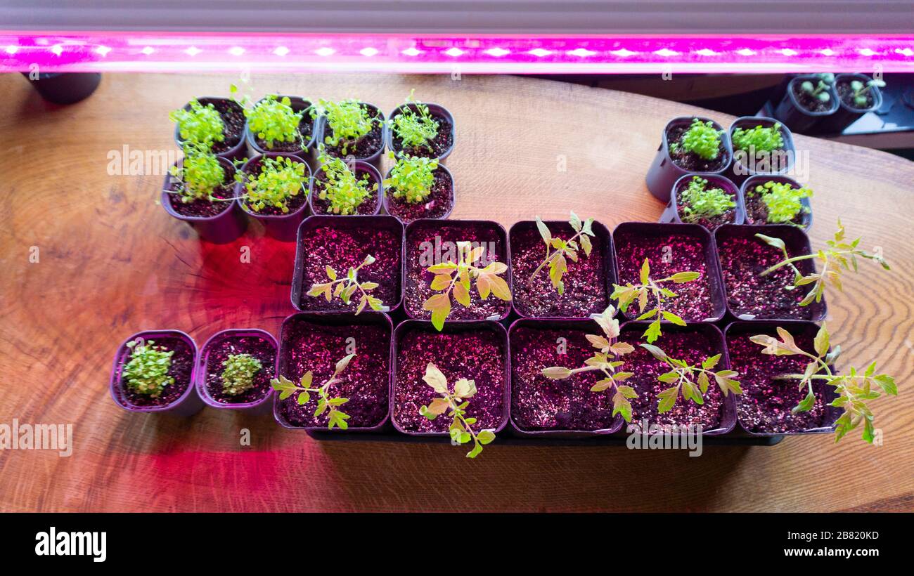 Seedlings of tomatoes in pots under ultraviolet light phytolamps. Effective  eco-growing of vegetable seedlings under a LED grow lights Stock Photo -  Alamy