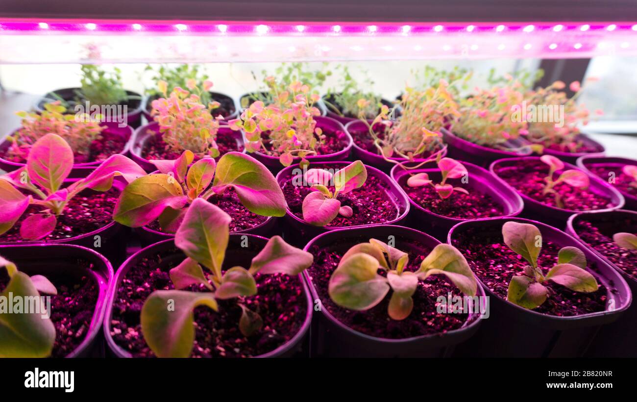 Growing seedlings of petunia and lobelia under a phytolamp. The