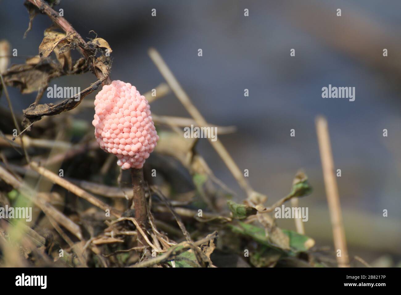 Egg shells Cherries in rice farm nature, Snail pink eggs or Pomacea