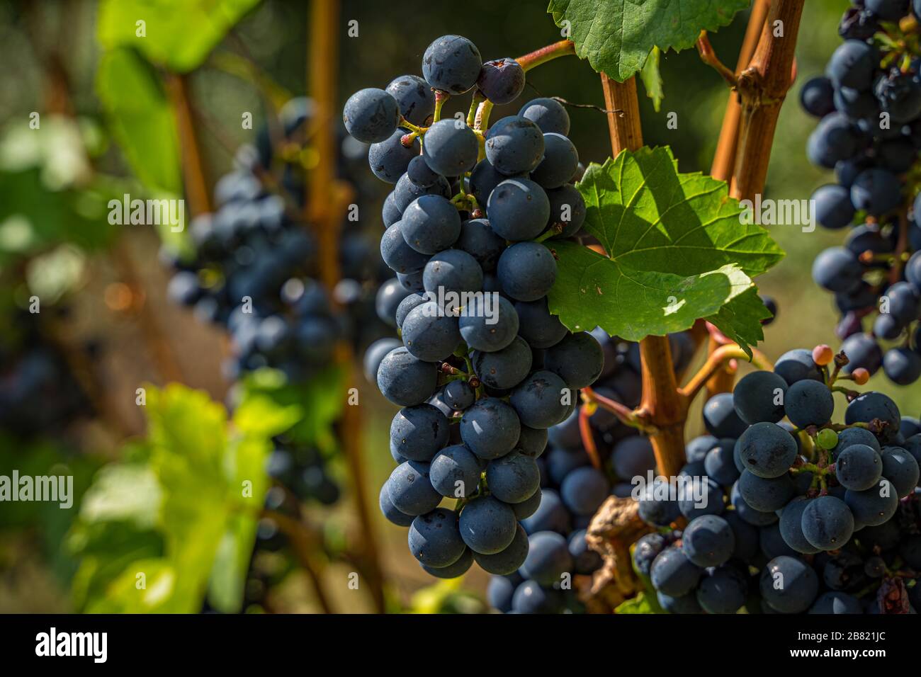 Red grapes in a vineyard Stock Photo