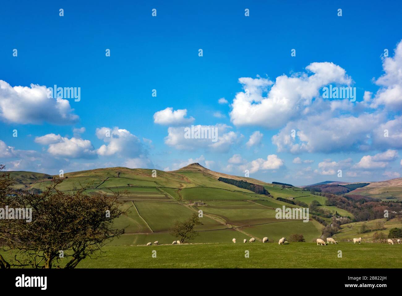 Sheep grazing bellow Shutlingsloe hill near the village of Wildboarclough in the Peak District  one of the highest points in Cheshire England Stock Photo