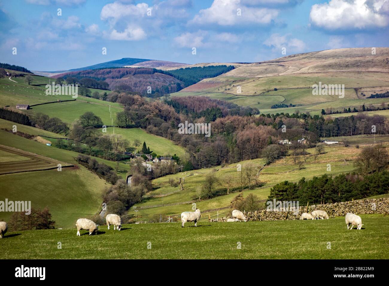 View of the English Peak district near Wildboarclough in Cheshire with sheep grazing on farmland in the countryside Stock Photo