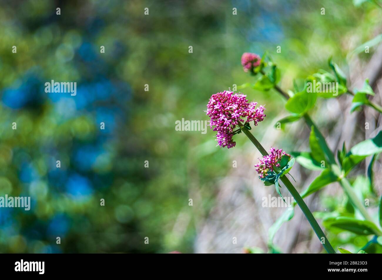 Italian wild flower hi-res stock photography and images - Alamy