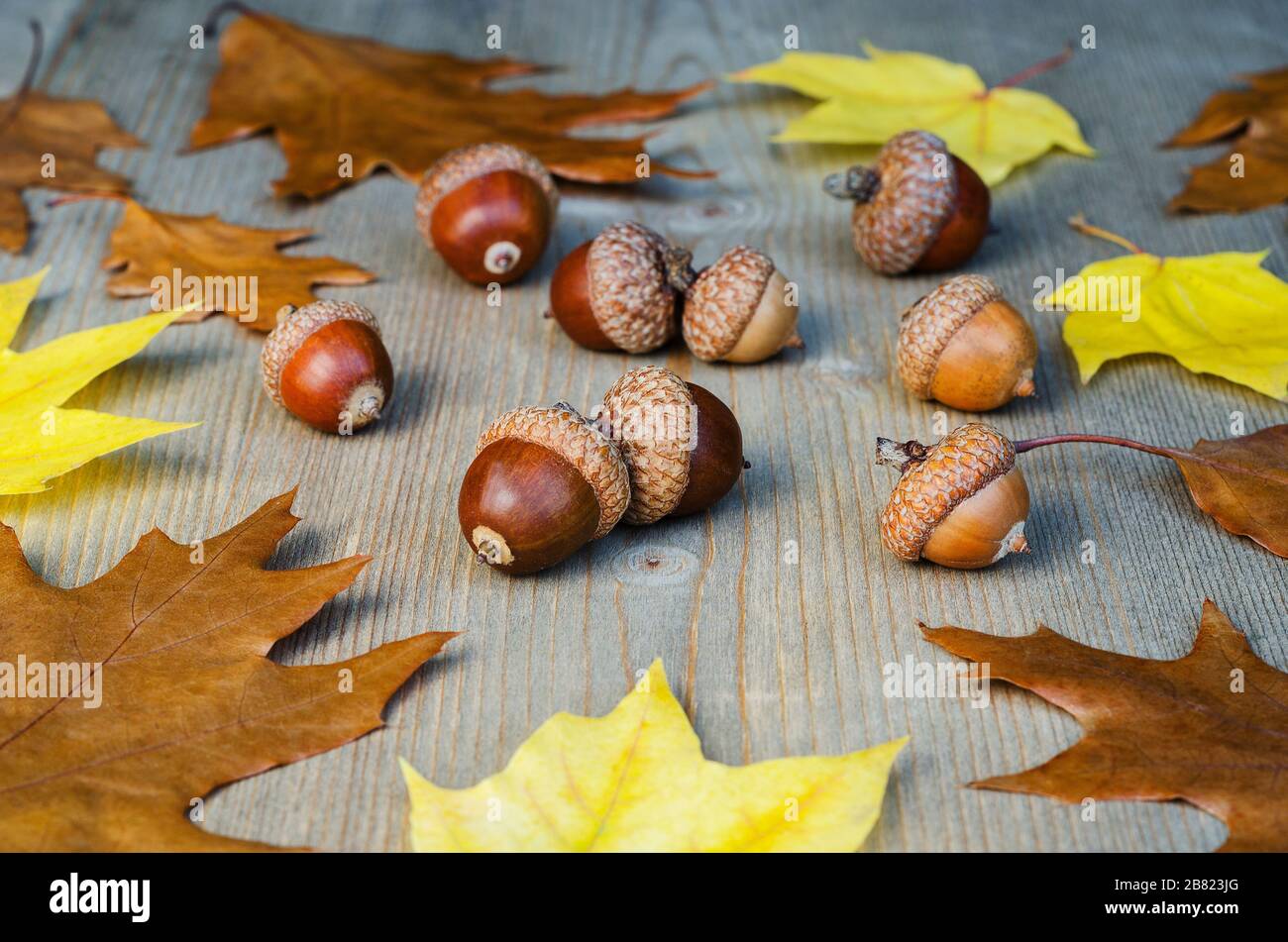 Autumn yellow leaves and acorns on a tree background 3 Stock Photo - Alamy