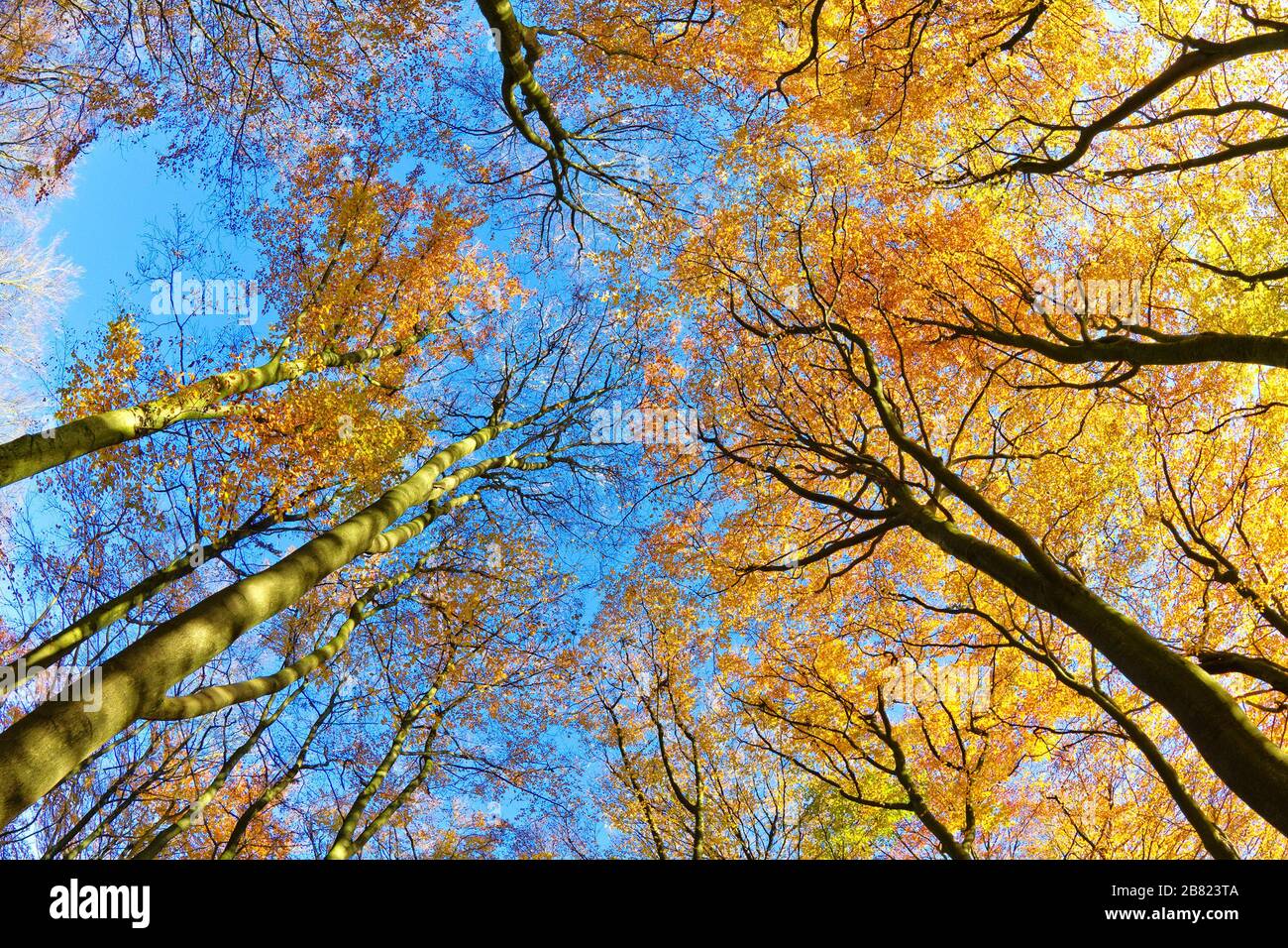 Beech forest in autumn, Lüneburg Heath, Germany Stock Photo