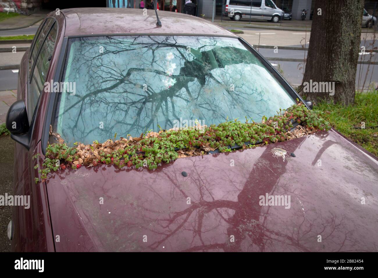 plant grows on the windshield of an illegally parked car near the street Konrad-Adenauer-Ufer, Cologne, Germany.  Pflanze waechst an der Windschutzsch Stock Photo